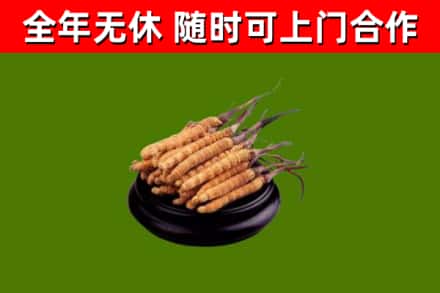 英吉沙烟酒回收冬虫夏草.jpg